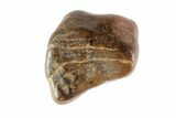 Partial Triceratops Shed Tooth - Montana #72495-1